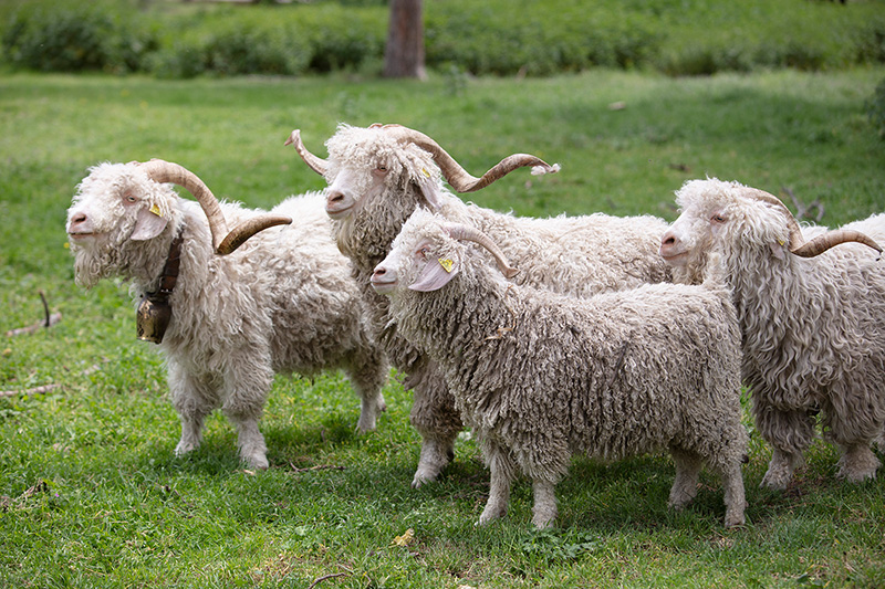 Chèvres angoras - toison d'or, Pull 100% Mohair des Fermes de France